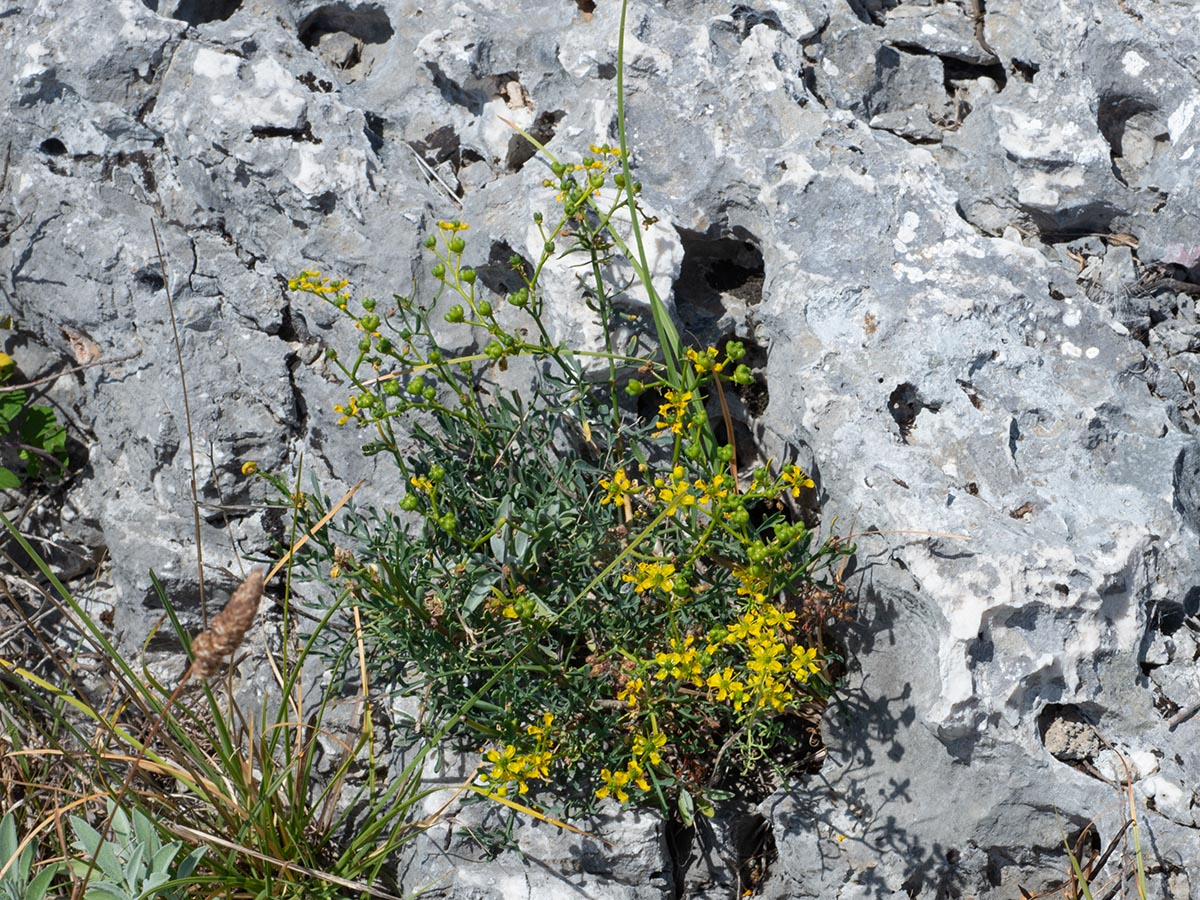 Habitus
